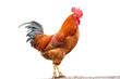 Colorful Rooster  On White background
