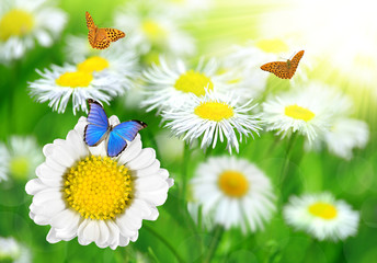 Wall Mural - Daisies with butterflies on meadow