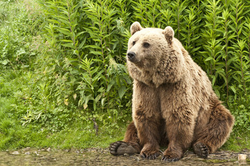kodiak bear