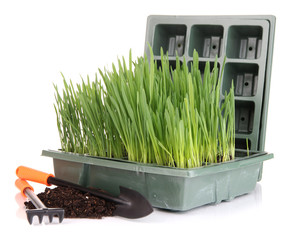 Seed box with seedling isolated on white