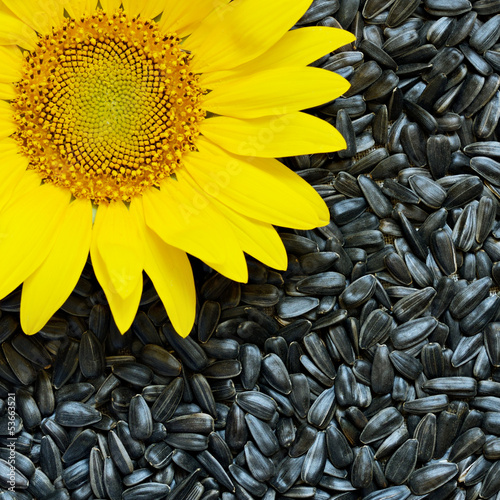 Fototapeta na wymiar Sunflower and seeds
