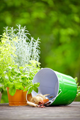 Wall Mural - Fresh herbs in wooden box with garden tools on terrace