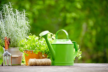 Wall Mural - Fresh herbs in wooden box with garden tools on terrace