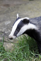 Canvas Print - Badger, Meles meles