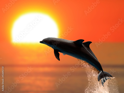 Foto-Leinwand ohne Rahmen - Dolphins at sunset (von Antonio Gravante)