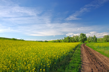 Rape field