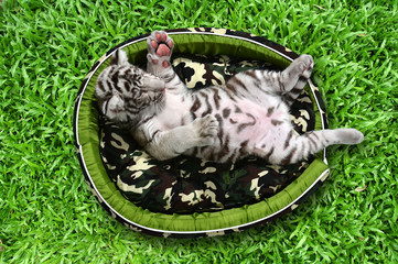 Poster - baby white tiger laying in a mattress