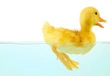 Floating Cute Duckling Isolated On White
