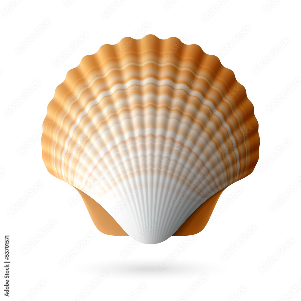 Scallop seashell - obrazy, fototapety, plakaty 