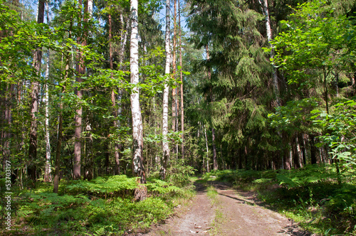 Naklejka na szybę landscape of the road in the pine and birch forest