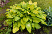 Hosta With Yellow Leaves In The Garden