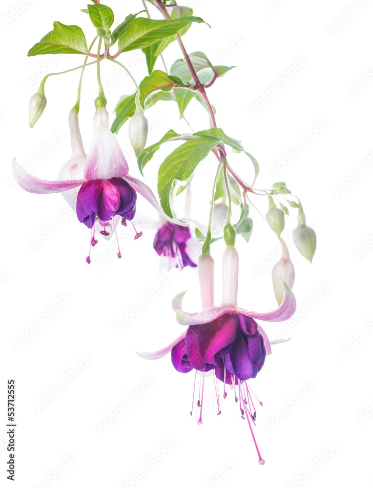 violet and pink fuchsia flower with bud isolated on white backgr - obrazy, fototapety, plakaty 