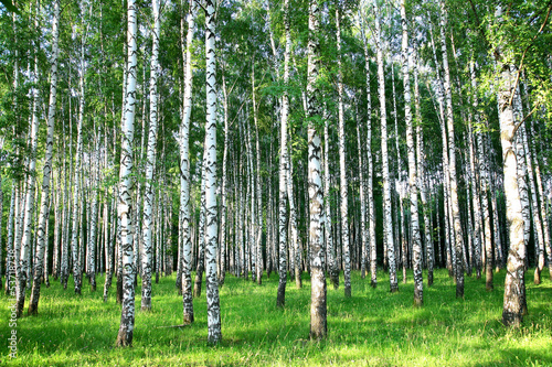 Obraz w ramie Beautiful summer birch grove in the evening sunlight