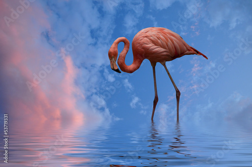 Fototapeta na wymiar Flamingo