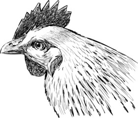 Wall Mural - head of hen