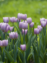 Group Of Bright Purple Tulips