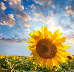 Wall Mural - Sunflower against beautiful sky with sunbeam / summer