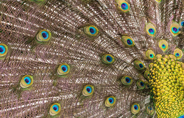 Peacock feathers