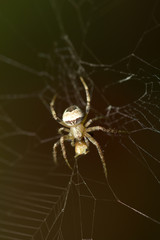Wall Mural - spider on the nature