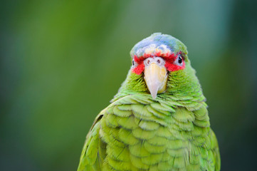 green parrot