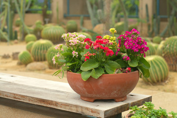 flowers in clay flowerpot at the park