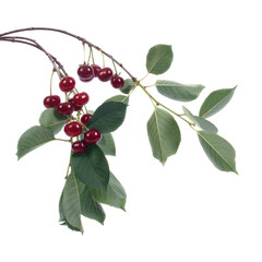 a branch with ripe cherries isolated on white background