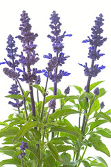 Hain-Salbei oder Steppen-Salbei (Salvia nemorosa)