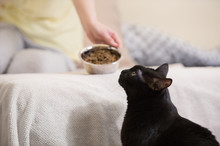 Unrecognizable Woman Feeding Her Black Cat At Home