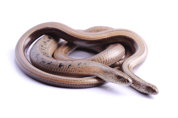 Poster - Male and female of Slowworm (Anguis fragilis)