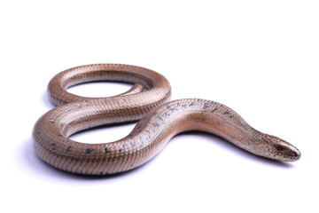 Wall Mural - Male of Slowworm (Anguis fragilis) isolated on white