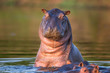 Curious hippo