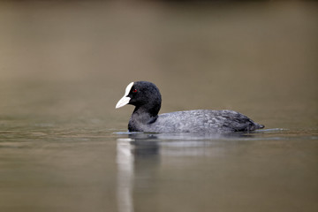 Wall Mural - coot, fulica atra