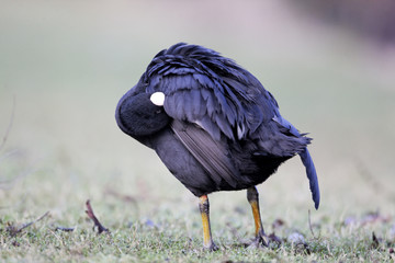 Wall Mural - coot, fulica atra