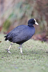 Wall Mural - coot, fulica atra