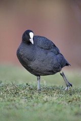 Wall Mural - coot, fulica atra