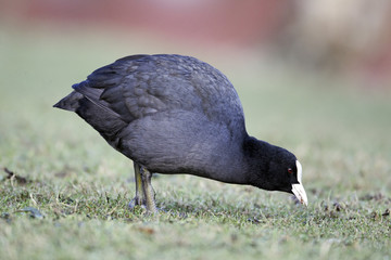 Wall Mural - coot, fulica atra