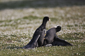 Wall Mural - coot, fulica atra