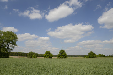 Wall Mural - Bäume auf einem Feld