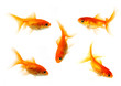 canvas print picture - goldfish collection