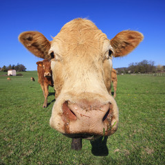 Wall Mural - head of cow