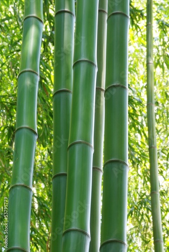 zielony-bambus