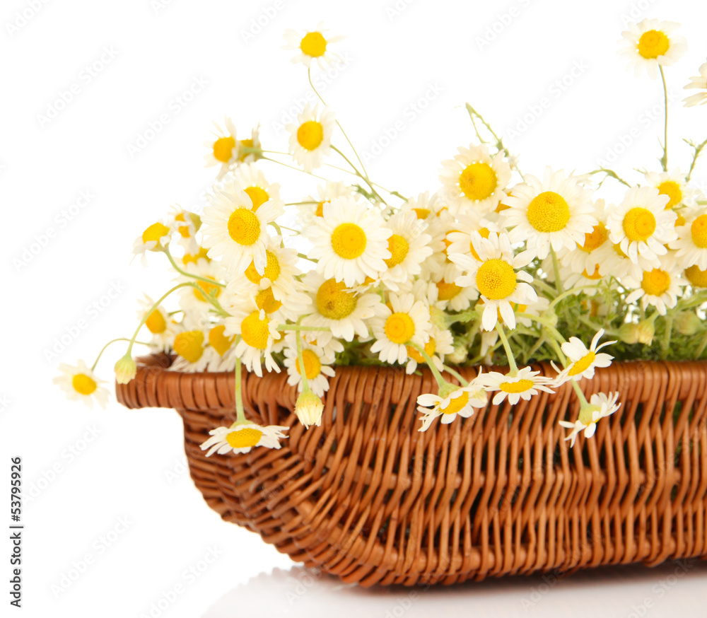 Small chamomiles in wicker basket isolated on white
