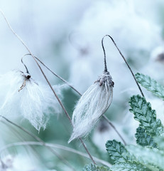 Fototapete - White Dryas