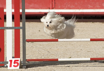 Poster - maltese dog  in agility