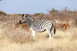 Fototapeta  - group of zebras in the national park of Namibia