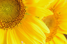 Macro Picture Of Sunflowers