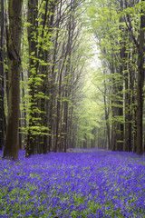 Vibrant bluebell carpet Spring forest landscape