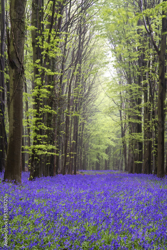 Fotografia, Obraz Vibrant bluebell carpet Spring forest landscape