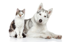 Cat And Dog On A White Background