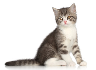 Canvas Print - Scotish Straight kitten on a white background